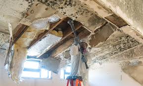 Best Mold Damage Restoration  in Clever, MO